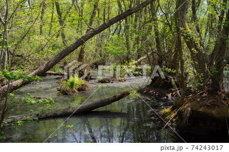 Forest swamp, old wild forest Forest swamp, old wild forest 74243017