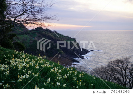 越前海岸 越前水仙 呼鳥門丹後半島方面夕景 梨ヶ平水仙園 越前海岸 越前水仙 呼鳥門丹後半島方面夕景 梨ヶ平水仙園 74243246