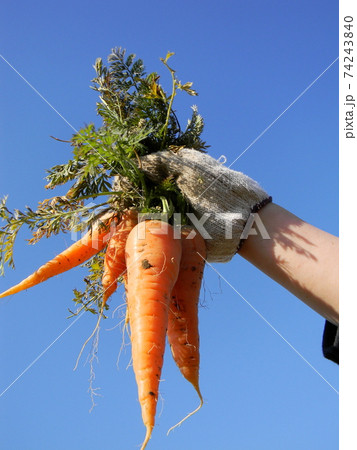 人参の収穫 74243840