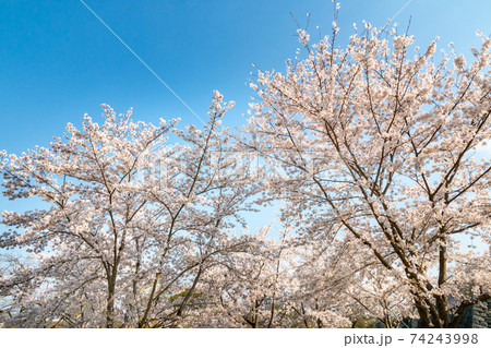 満開の桜　春イメージ 74243998