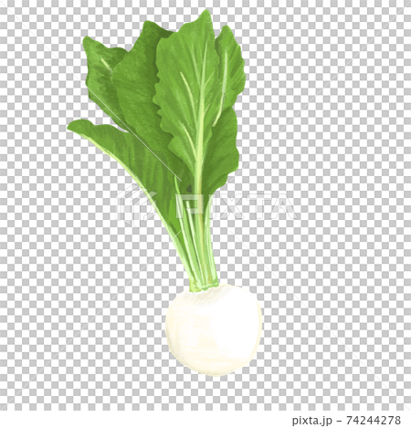 色鉛筆風のかぶイラストのイラスト素材 色鉛筆風のかぶイラストのイラスト素材