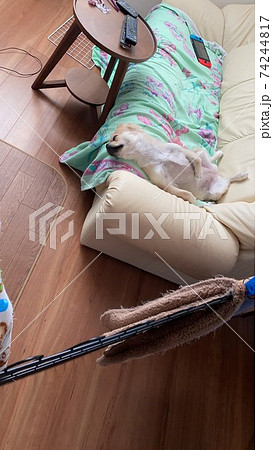 子犬のお昼寝 74244817