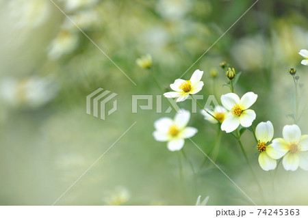 太陽に向かって沢山咲いているウィンターコスモスの写真素材