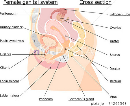 女性生殖器 断面解剖図 英語解説 イラスト のイラスト素材