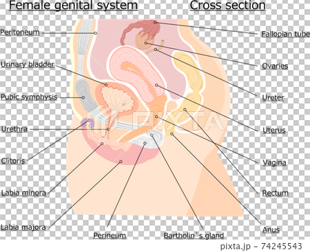 女性生殖器　断面解剖図　英語解説　イラスト  74245543