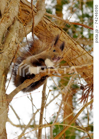 木の実を探すエゾリス 74246090