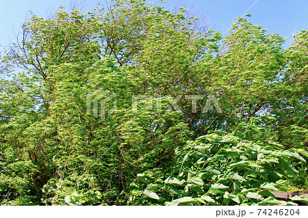 強風でゆれる樹の枝 74246204