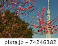 紅梅とスカイツリー 74246382