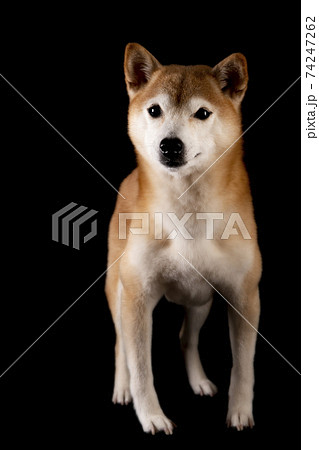 柴犬の女の子の記念撮影の写真素材