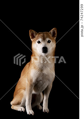 柴犬の女の子の記念撮影の写真素材