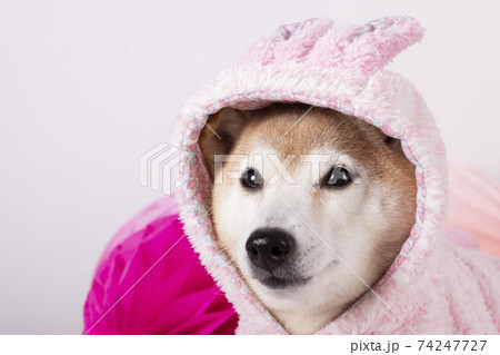 柴犬の女の子の記念撮影 74247727