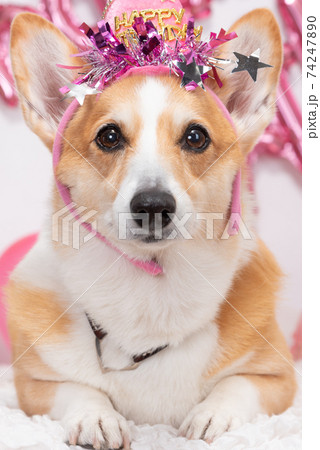 愛犬の10歳の誕生日撮影 74247890