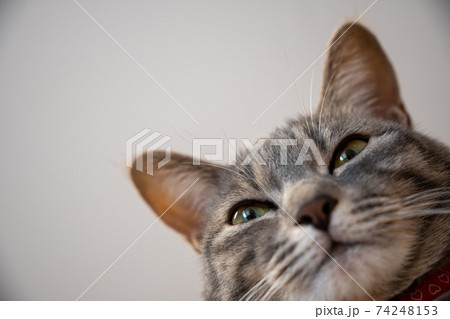 猫 ネコ ねこ キジトラ 白 グレー 子猫 雌 メス 雌ねこ 雌ネコ 雌猫 元気 かわいい 癒し 74248153