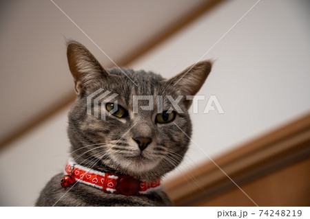 猫 ネコ ねこ キジトラ 白 グレー 子猫 雌 メス 雌ねこ 雌ネコ 雌猫 元気 かわいい 癒し 猫 ネコ ねこ キジトラ 白 グレー 子猫 雌 メス 雌ねこ 雌ネコ 雌猫 元気 かわいい 癒し 74248219