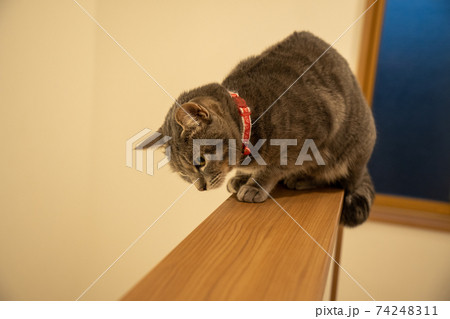 猫 ネコ ねこ キジトラ 白 グレー 子猫 雌 メス 雌ねこ 雌ネコ 雌猫 元気 かわいい 癒し 猫 ネコ ねこ キジトラ 白 グレー 子猫 雌 メス 雌ねこ 雌ネコ 雌猫 元気 かわいい 癒し 74248311