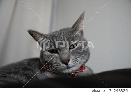 猫 ネコ ねこ キジトラ 白 グレー 子猫 雌 メス 雌ねこ 雌ネコ 雌猫 元気 かわいい 癒し 猫 ネコ ねこ キジトラ 白 グレー 子猫 雌 メス 雌ねこ 雌ネコ 雌猫 元気 かわいい 癒し 74248326