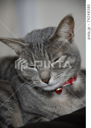 猫 ネコ ねこ キジトラ 白 グレー 子猫 雌 メス 雌ねこ 雌ネコ 雌猫 元気 かわいい 癒し 猫 ネコ ねこ キジトラ 白 グレー 子猫 雌 メス 雌ねこ 雌ネコ 雌猫 元気 かわいい 癒し 74248380