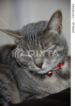 猫 ネコ ねこ キジトラ 白 グレー 子猫 雌 メス 雌ねこ 雌ネコ 雌猫 元気 かわいい 癒し 猫 ネコ ねこ キジトラ 白 グレー 子猫 雌 メス 雌ねこ 雌ネコ 雌猫 元気 かわいい 癒し 74248381