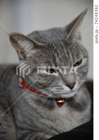 猫 ネコ ねこ キジトラ 白 グレー 子猫 雌 メス 雌ねこ 雌ネコ 雌猫 元気 かわいい 癒し 猫 ネコ ねこ キジトラ 白 グレー 子猫 雌 メス 雌ねこ 雌ネコ 雌猫 元気 かわいい 癒し 74248382