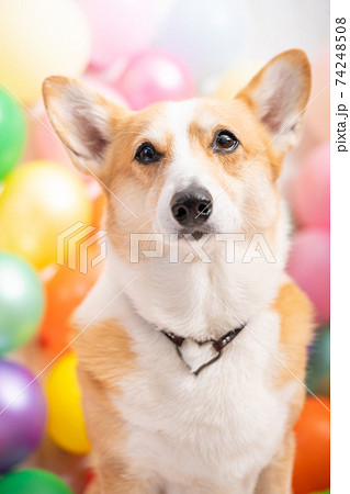 可愛い愛犬の誕生日記念撮影 可愛い愛犬の誕生日記念撮影 74248508