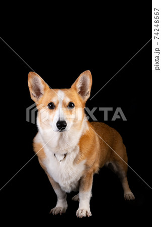 可愛い愛犬のスタジオ記念撮影 可愛い愛犬のスタジオ記念撮影 74248667