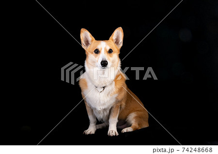 可愛い愛犬のスタジオ記念撮影 74248668