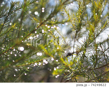 雨上がりに太陽光でキラキラ光る雨滴の写真素材