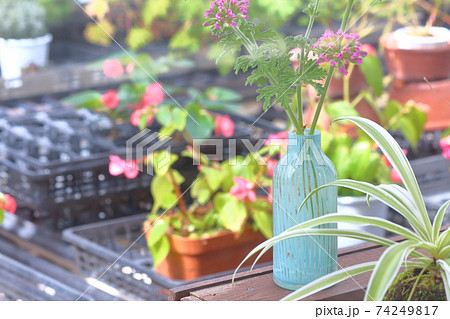 温室の植物たち 74249817
