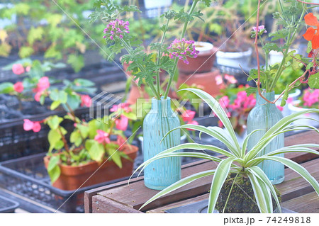 温室の植物たち 温室の植物たち 74249818