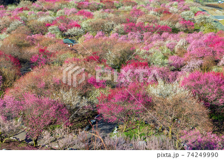梅 (3月 晴れ いなべ) 梅 (3月 晴れ いなべ) 74249990