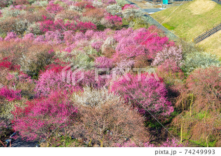 梅 (3月 晴れ いなべ) 梅 (3月 晴れ いなべ) 74249993