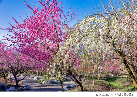 梅　(3月　晴れ　いなべ) 74250008