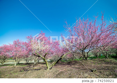 梅　(3月　晴れ　いなべ) 74250021