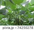 枝豆 74250278