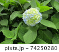 紫陽花 74250280