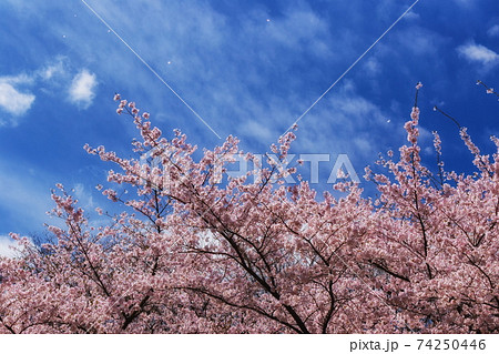 青空と桜 青空と桜 74250446