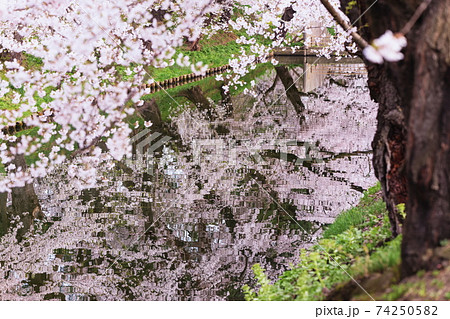 弘前公園の桜 74250582