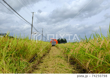 稲刈りでコンバインが通った跡の道 稲刈りでコンバインが通った跡の道 74250798