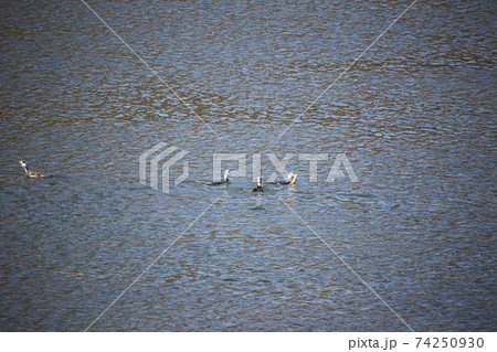 白鳥 鳥 水鳥 74250930