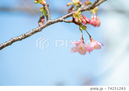 着実に動く季節。春の花、日本の花、桜 74251263