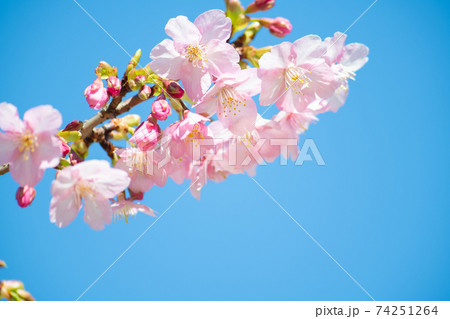 着実に動く季節。春の花、日本の花、桜 着実に動く季節。春の花、日本の花、桜 74251264