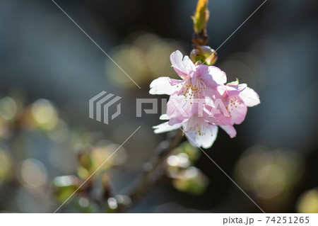 着実に動く季節。春の花、日本の花、桜 着実に動く季節。春の花、日本の花、桜 74251265