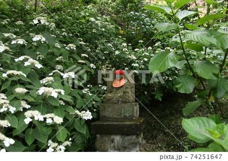 紫陽花に囲まれた高幡不動の地蔵様たた 紫陽花に囲まれた高幡不動の地蔵様たた 74251647