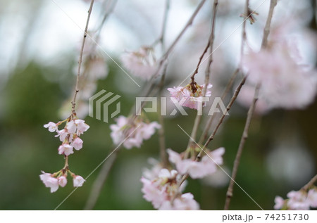 金仙寺のしだれ桜 金仙寺のしだれ桜 74251730