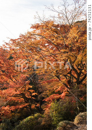 紅葉する木々　栃木県 74252131
