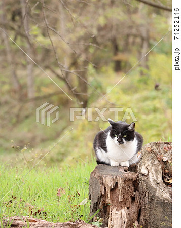 安曇野の猫 安曇野の猫 74252146