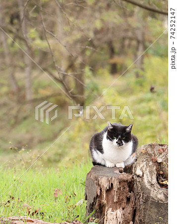 安曇野の猫 安曇野の猫 74252147