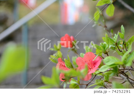 五大尊つつじ公園の躑躅 五大尊つつじ公園の躑躅 74252291