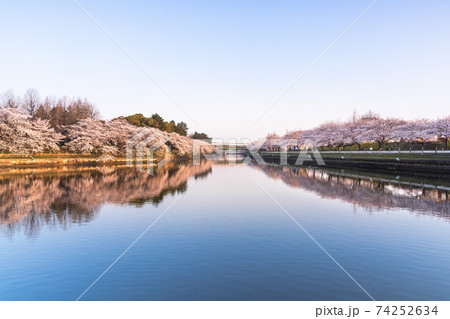 荒子川の桜 74252634