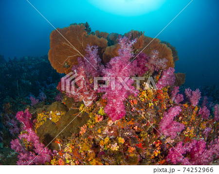 カラフルな珊瑚の根 (メルギー諸島、ミャンマー) 74252966
